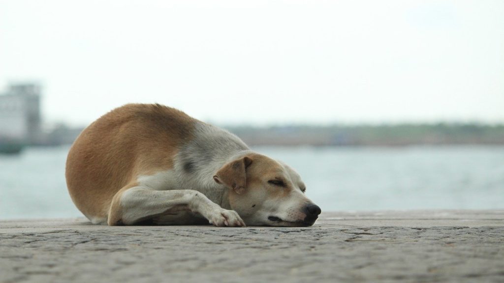画像に alt 属性が指定されていません。ファイル名: dog-3442165_1280-1024x576.jpg